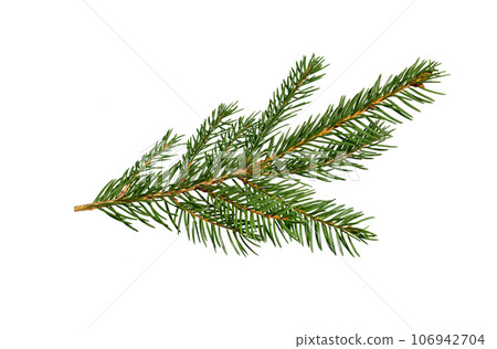 Fir tree branch on white Fir tree branch on white 106942704