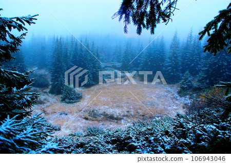 clearing in the forest with fir-trees after the first snow in the year 106943046
