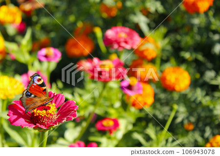 Macro of butterfly peacock eye collects nectar on the zinnia Macro of butterfly peacock eye collects nectar on the zinnia 106943078