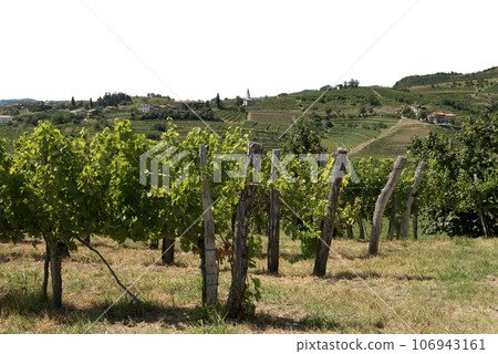 overview of the vineyards 106943161