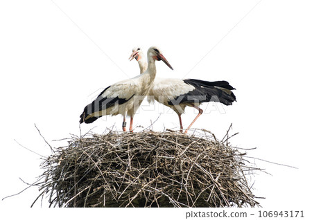 Storks Storks 106943171