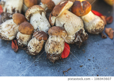 Autumn fall composition. Raw edible mushrooms Penny Bun on dark black stone shale background. Ceps over gray table. Cooking delicious organic mushroom gourmet food. Flat lay top view Autumn fall composition. Raw edible mushrooms Penny Bun on dark black stone shale background. Ceps over gray table. Cooking delicious organic mushroom gourmet food. Flat lay top view 106943607