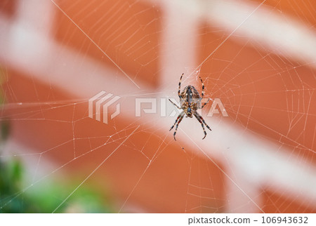 A brown walnut orb weaver spider on its web from below, against blurred background of red brick house. Striped black arachnid in the center of its cobweb. The nuctenea umbratica is beneficial insect A brown walnut orb weaver spider on its web from below, against blurred background of red brick house. Striped black arachnid in the center of its cobweb. The nuctenea umbratica is beneficial insect 106943632