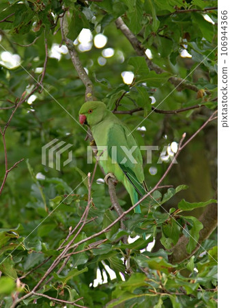 Wild green parakeet in London Wild green parakeet in London 106944366