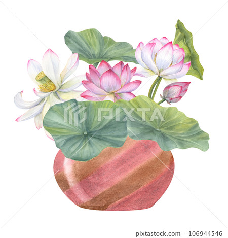 Floral composition of blooming lotuses in ceramic flowerpot. Water lily, buds and green leaves, ceramic vase. Interior decor, design element. Watercolor illustration Floral composition of blooming lotuses in ceramic flowerpot. Water lily, buds and green leaves, ceramic vase. Interior decor, design element. Watercolor illustration 106944546