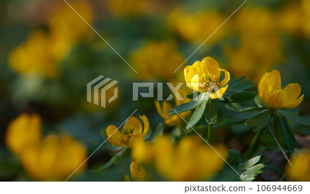 Beautiful, colorful and pretty plant bush with yellow petals and green leaves growing outside in nature. Closeup of vibrant Eranthis hyemalis flower in an organic floral garden on a sunny spring day Beautiful, colorful and pretty plant bush with yellow petals and green leaves growing outside in nature. Closeup of vibrant Eranthis hyemalis flower in an organic floral garden on a sunny spring day 106944669