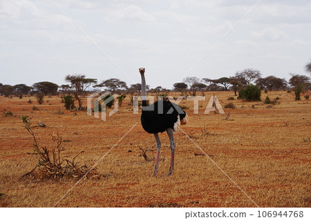 Male Masai Ostrich on african savanna at Tsavo East National Park in Kenya Male Masai Ostrich on african savanna at Tsavo East National Park in Kenya 106944768