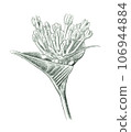 Pentas flower bud drawn with a pencil 106944884