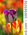Beautiful tulip flower 106945056