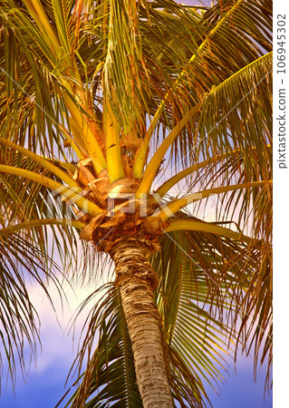 Below view of a palm tree branches and leaves outside at sunset during summer vacation and holiday abroad and overseas. Low angle view of coconut plant growing in tropical environment in the evening Below view of a palm tree branches and leaves outside at sunset during summer vacation and holiday abroad and overseas. Low angle view of coconut plant growing in tropical environment in the evening 106945302