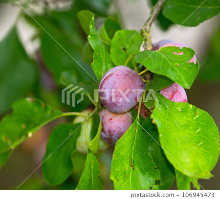 Closeup of purple plums growing on a green plum tree branch in a home garden. Texture detail of group of healthy, sweet fruit hanging from a vibrant stem in a backyard. Pitted fruits used for dessert Closeup of purple plums growing on a green plum tree branch in a home garden. Texture detail of group of healthy, sweet fruit hanging from a vibrant stem in a backyard. Pitted fruits used for dessert 106945473