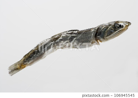 小幹沙丁魚 小幹沙丁魚 106945545