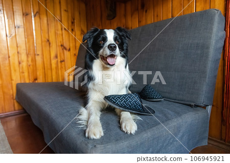 Naughty playful puppy dog border collie after mischief biting slipper lying on couch at home. Guilty dog and destroyed living room. Damage messy home and puppy with funny guilty look 106945921