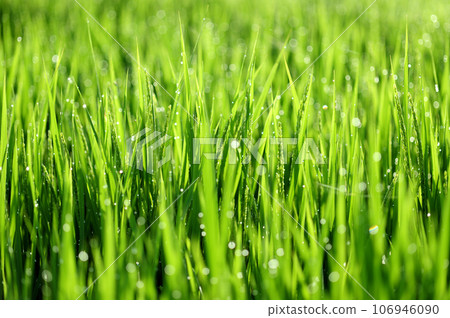 Ears of rice glistening with morning dew 106946090