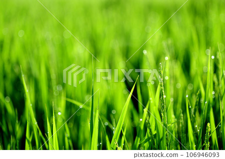 Ears of rice glistening with morning dew Ears of rice glistening with morning dew 106946093