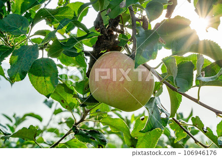 Apple that is turned into a tree 106946176