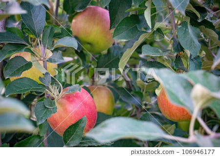 Apple that is turned into a tree Apple that is turned into a tree 106946177