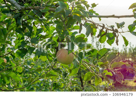 Apple that is turned into a tree 106946179