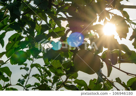 Apple that is turned into a tree 106946180