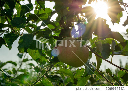 Apple that is turned into a tree Apple that is turned into a tree 106946181