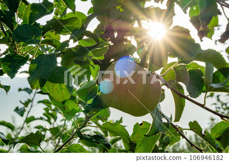 Apple that is turned into a tree Apple that is turned into a tree 106946182