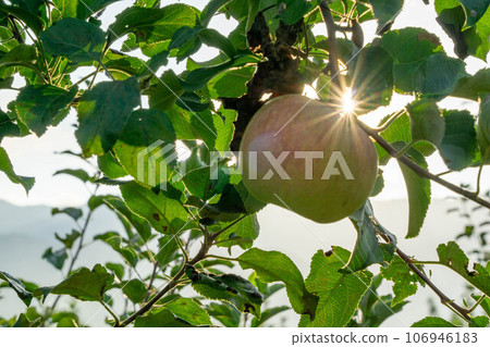Apple that is turned into a tree Apple that is turned into a tree 106946183