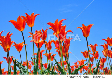 Nagaike Ikoi no Mori Tulip Garden (Niigata Prefecture) 106946290