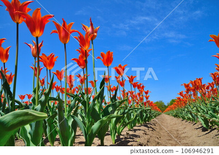 Nagaike Ikoi no Mori Tulip Garden (Niigata Prefecture) 106946291