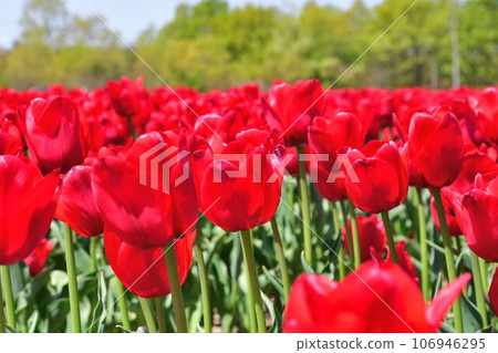 Nagaike Ikoi no Mori Tulip Garden (Niigata Prefecture) Nagaike Ikoi no Mori Tulip Garden (Niigata Prefecture) 106946295