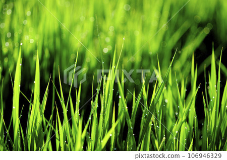 Rice shining with morning dew 106946329