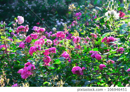 Roses in Terao Central Park (Niigata Prefecture) Roses in Terao Central Park (Niigata Prefecture) 106946451