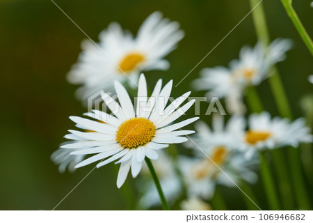 Daisy flower growing in a garden against a blurred background. Closeup of a marguerite perennial flowering plant on a grassy field in spring. White flowers blooming in a green backyard garden Daisy flower growing in a garden against a blurred background. Closeup of a marguerite perennial flowering plant on a grassy field in spring. White flowers blooming in a green backyard garden 106946682