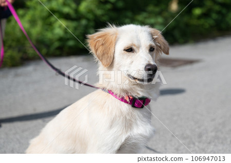 Cute white dog on a pink leash Cute white dog on a pink leash 106947013