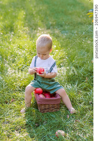Beautiful Toddler and autumn harvest of apples. Child boy and basket of ripe red apples in garden close-up and copy space... Beautiful Toddler and autumn harvest of apples. Child boy and basket of ripe red apples in garden close-up and copy space... 106947390