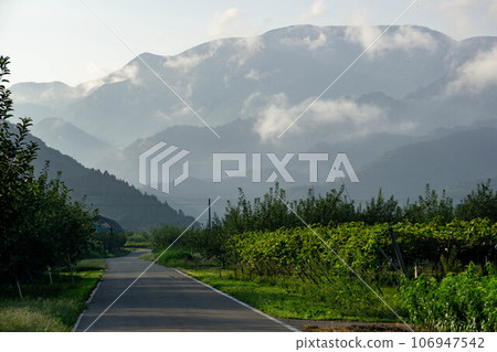 A farm road winding through orchards A farm road winding through orchards 106947542