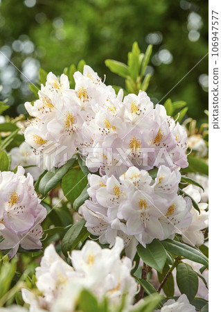 Rhododendron is a genus of 1,024 species of woody plants in the heath family, either evergreen or deciduous, and found mainly in Asia, although it is also widespread throughout the Southern Highlands 106947577