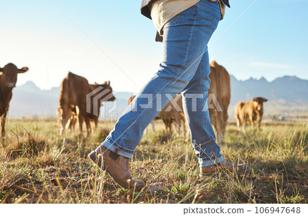 Walking farmer, cows and countryside with farming shoes in a field with animals. Sustainability worker, outdoor and nature walk of an employee on grass in the sun for agriculture and environment job 106947648