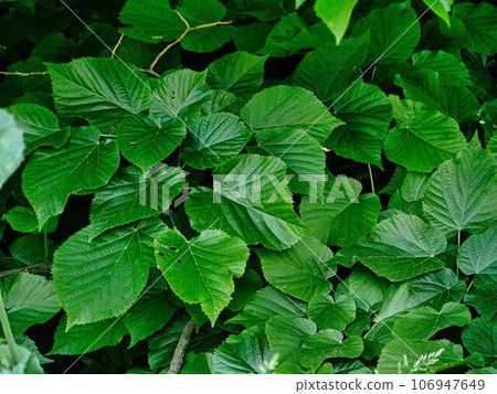 green linden leaves, close-up. background of green leaves 106947649