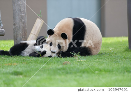吉濱媽媽和由濱一起玩耍 吉濱媽媽和由濱一起玩耍 106947691