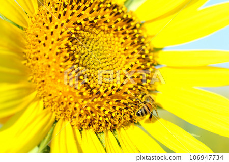 夏天花向日葵 106947734