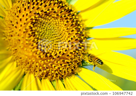 Summer flower Sunflower 106947742