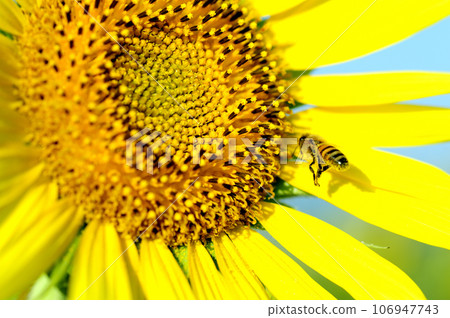 Summer flower Sunflower Summer flower Sunflower 106947743