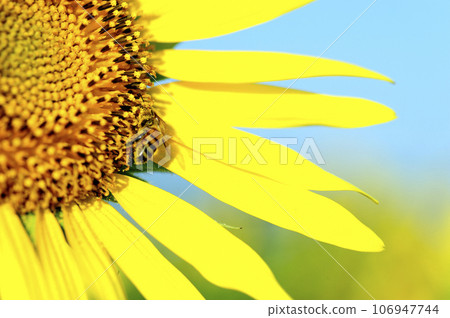 夏天花向日葵 夏天花向日葵 106947744