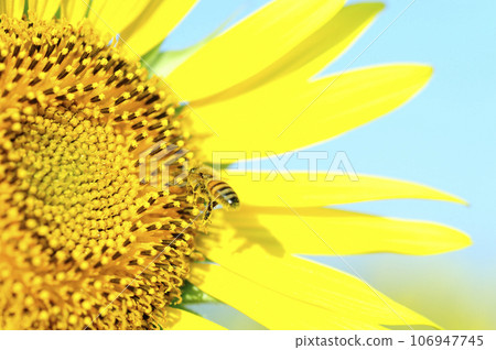 Summer flower Sunflower Summer flower Sunflower 106947745