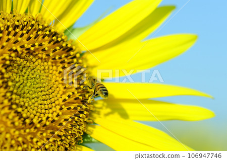 Summer flower Sunflower 106947746