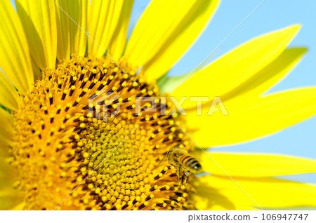 Summer flower Sunflower Summer flower Sunflower 106947747