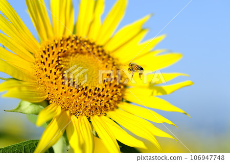 夏天花向日葵 夏天花向日葵 106947748