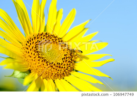 Summer flower Sunflower Summer flower Sunflower 106947749