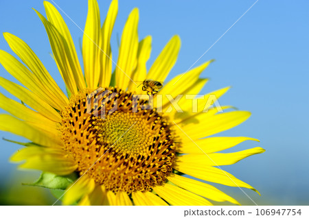 Summer flower Sunflower 106947754