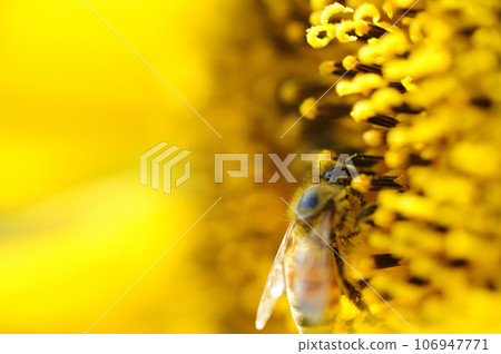 Summer flower Sunflower 106947771